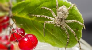 Jumping Spider Care & Feeding