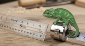 6 Inches Measurement